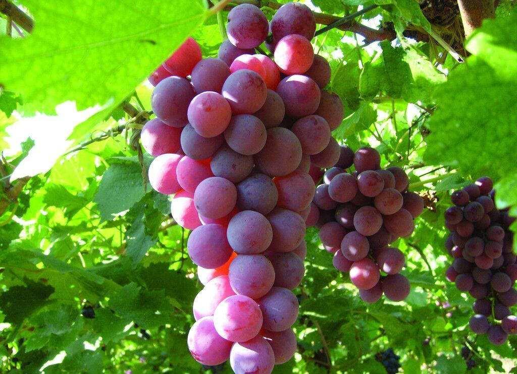 寒香蜜葡萄