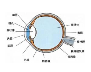 眼角膜在眼球表面吗 300