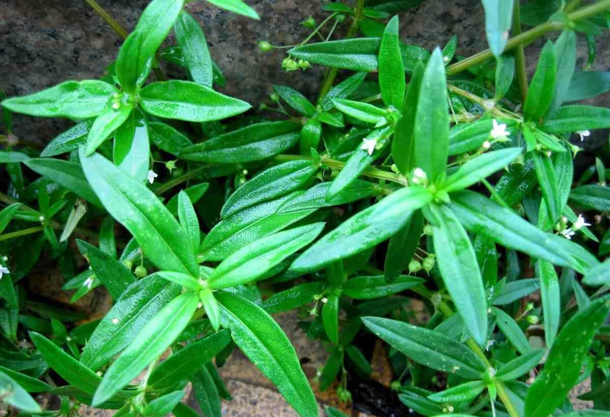 什么人不能喝白花蛇舌草 0