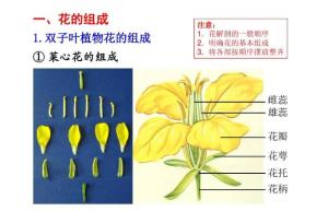花柄 - 搜狗百科