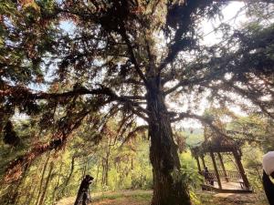 和平县阳明古树群
