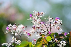 仪花 _ 百科