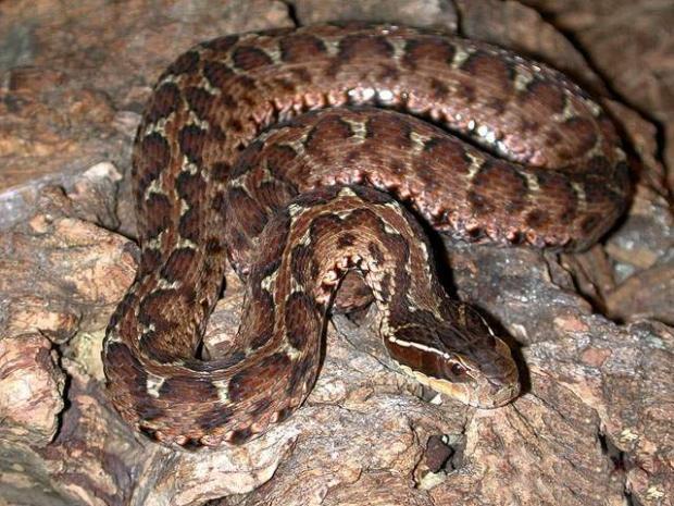 蛇是什么属相的 0