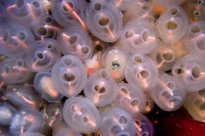 尾索动物 搜狗百科