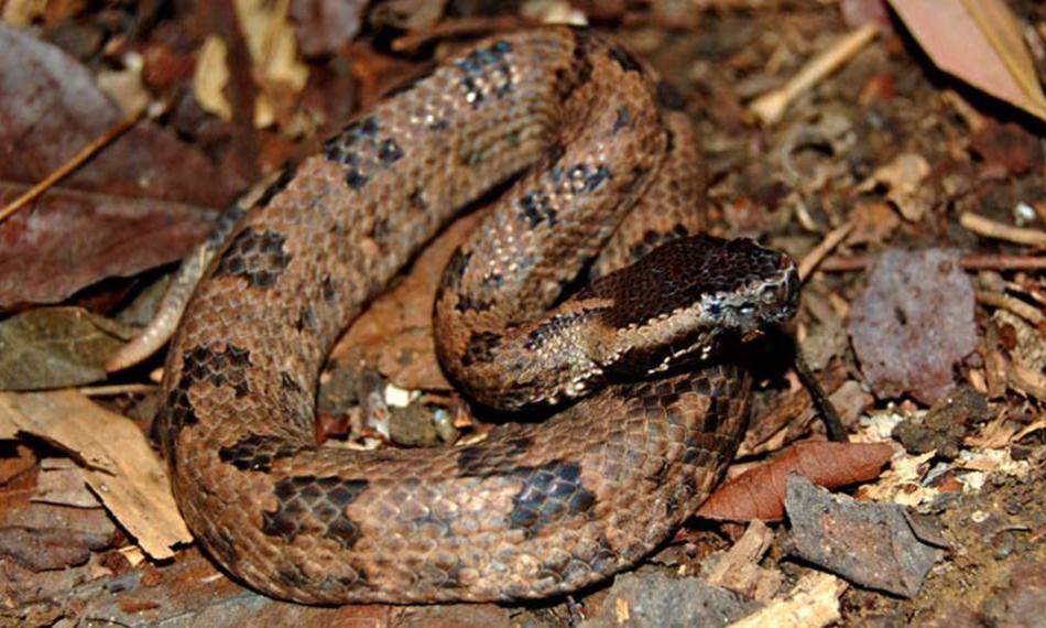 蛇是什么动物 0