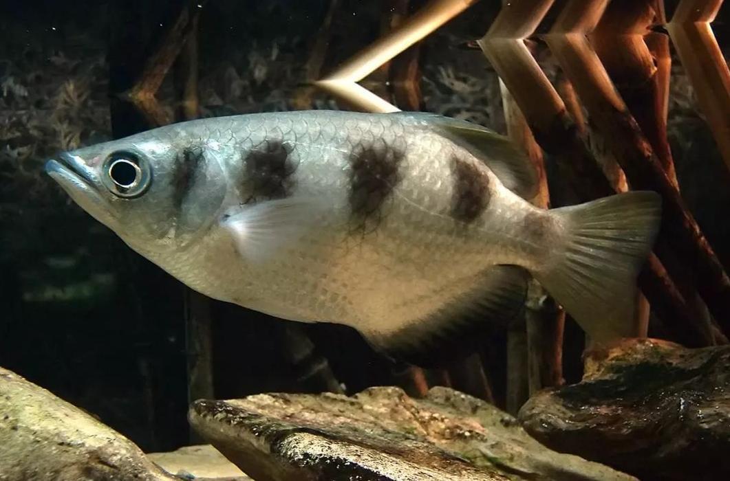 射水鱼(射水鱼属物种)