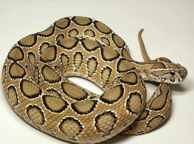 蛇属于什么纲目 0