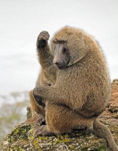 狒狒属于猿还是猴 300