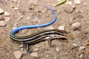 十三鳞是什么动物 300