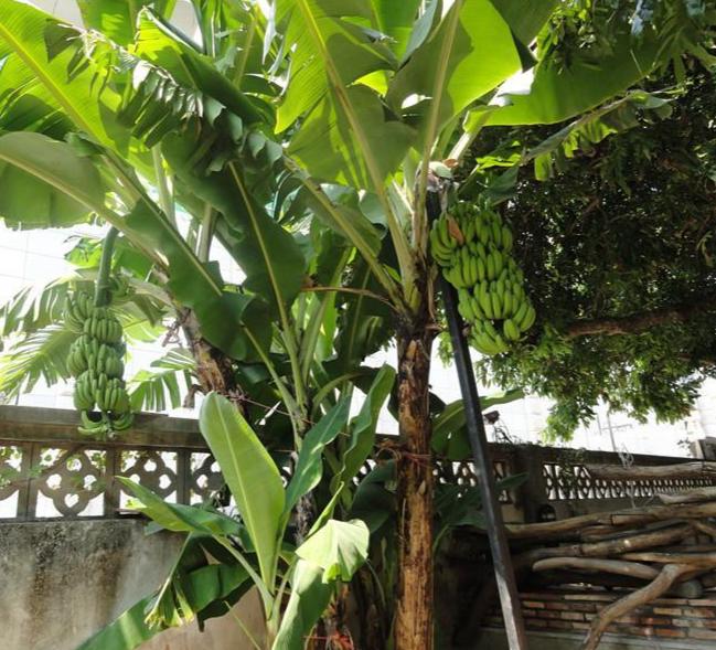 树是什么生物 0