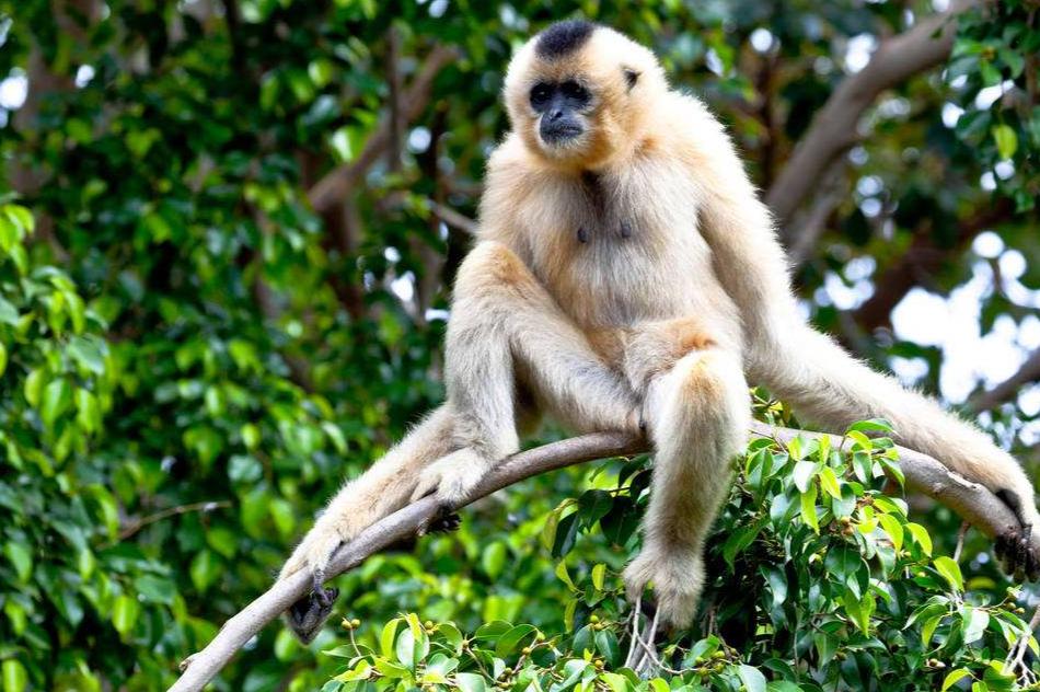 狒狒属于什么科动物 0