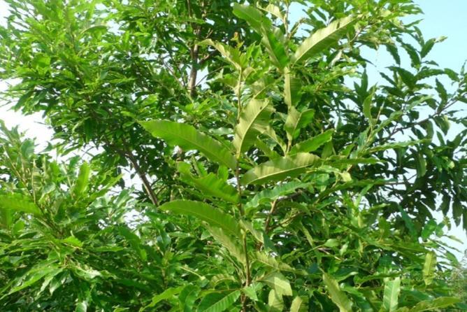 麻栎(壳斗科栎属植物)_搜狗百科