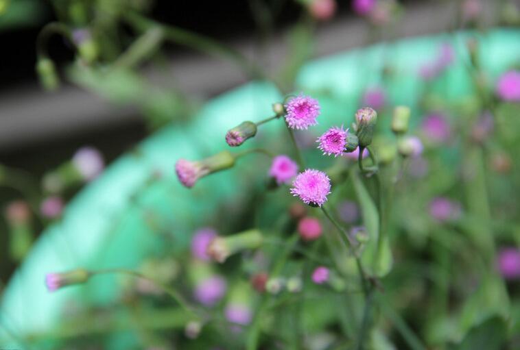 一点红的用法 0