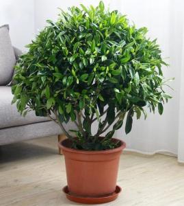 非洲茉莉