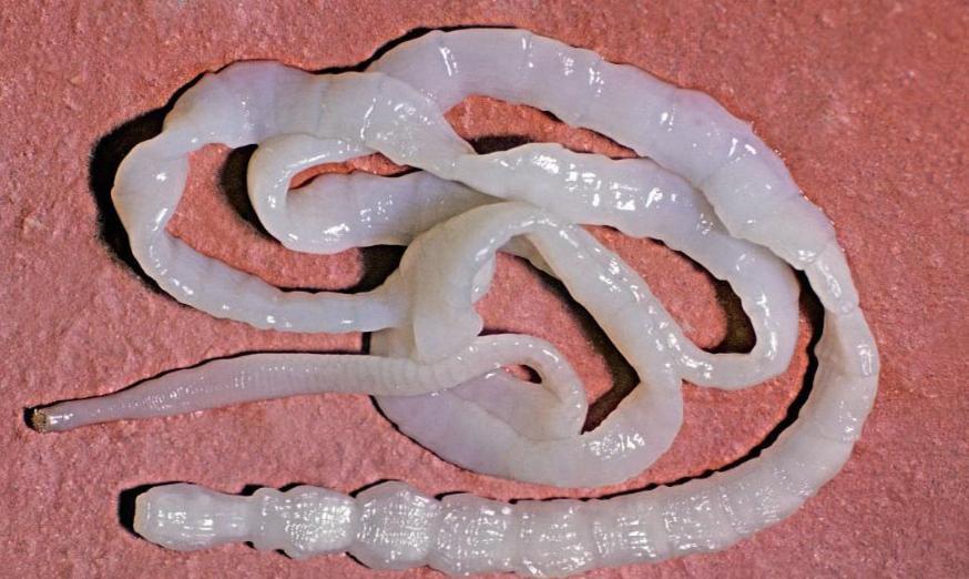 猫咪怎么发现绦虫 0