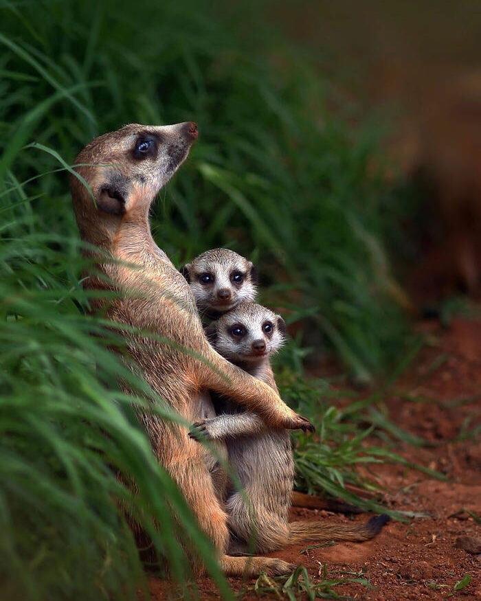 考拉属于什么科类动物 0