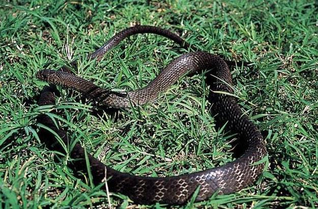 蛇属什么类型的动物 0