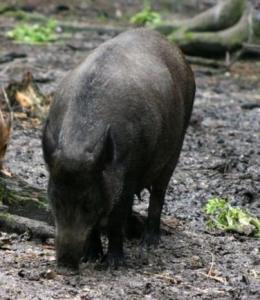 能打赢野猪的动物 300