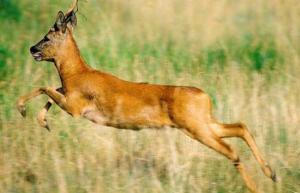 狍子 - 搜狗百科