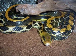 蛇属于哺乳类动物吗 300