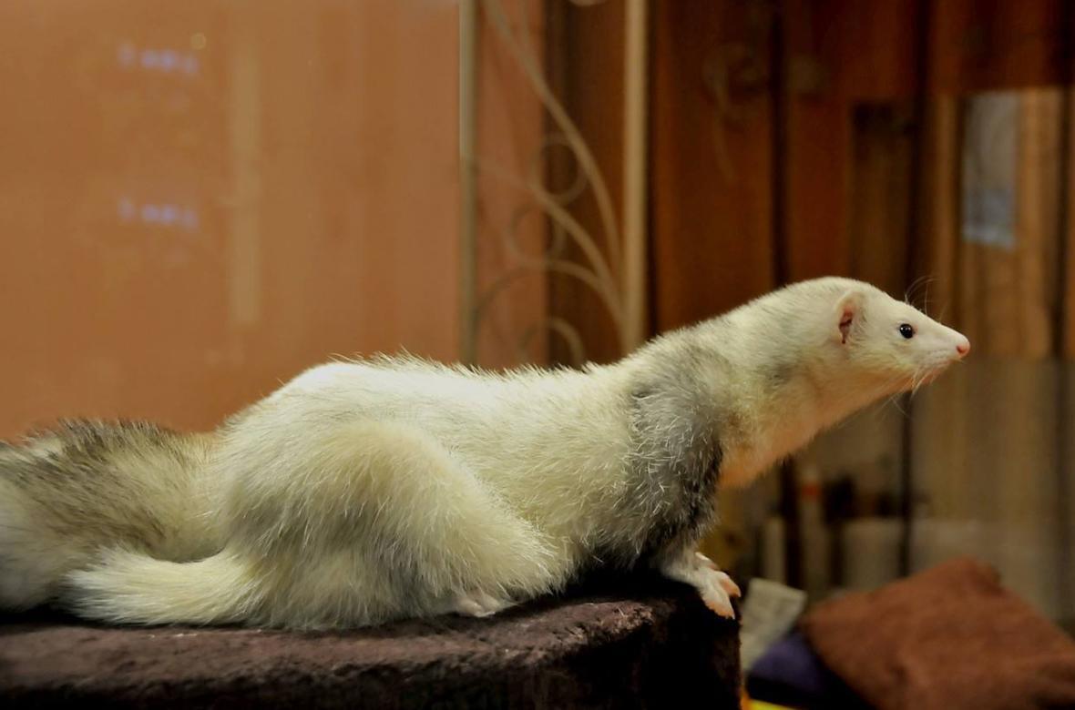 安格鲁貂(食肉目鼬科动物)