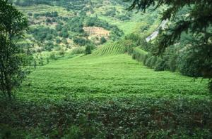 雁南飞茶田度假区