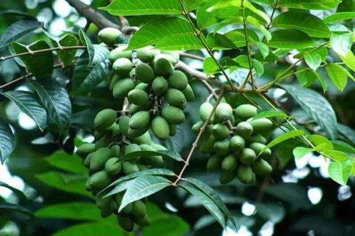 白榄(橄榄科橄榄属植物)_搜狗百科