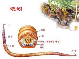 蚯蚓结构