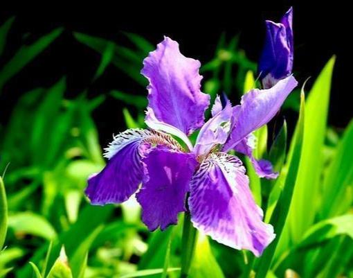菖蒲花，菖蒲花图片