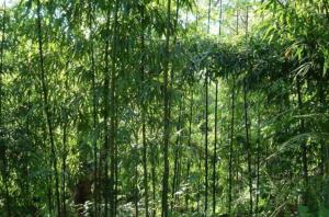 刺竹 - 搜狗百科