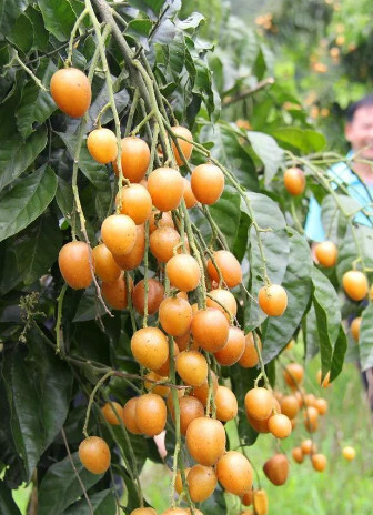 山黄皮(无患子目芸香科植物)