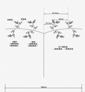 户太八号葡萄