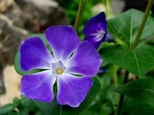 蔓长春花