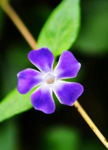 蔓长春花