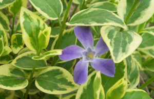 花叶蔓长春花