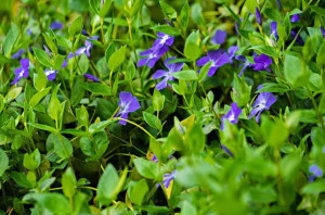 小蔓长春花