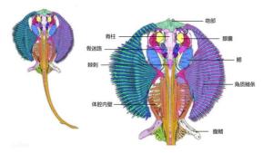 孔鳐胚胎三维虚拟解剖