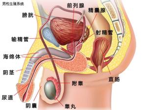 男性生殖系统