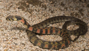 Rhabdophis tigrinus tigrinus