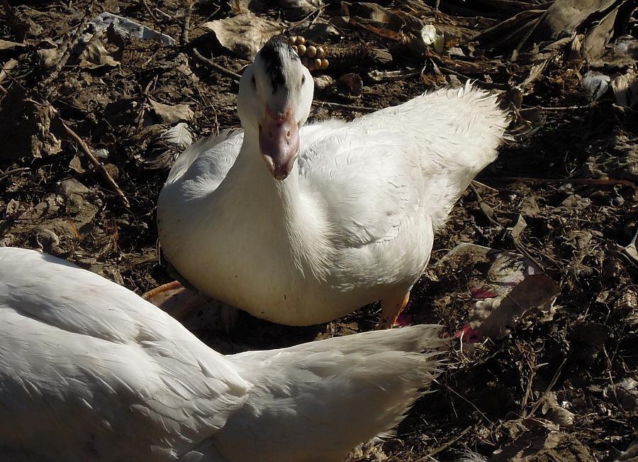 家禽(人工豢养的鸟类动物)