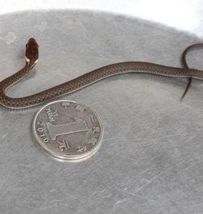 蛇是两栖动物吗 300