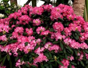 杜鹃是什么科的植物图片 300