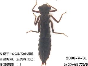 水虿
