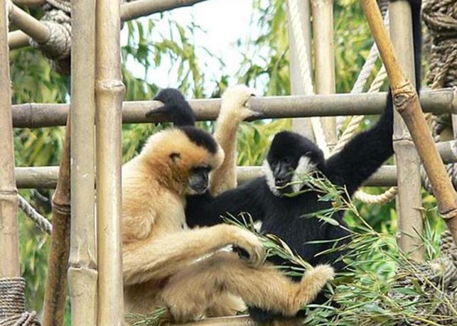 狒狒属于什么科类动物 0