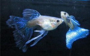 花鳉科