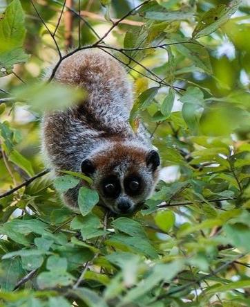 狒狒属于什么科 0