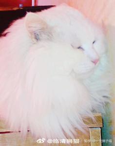 狮猫