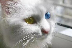 狮猫