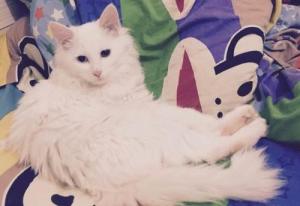 狮猫