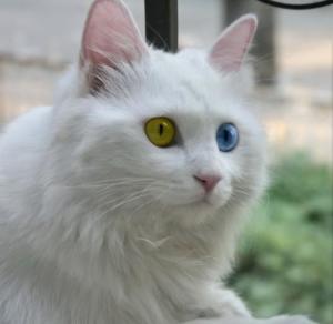 狮猫